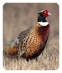 DF35-307 Pheasant